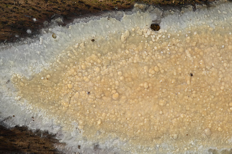 Gloeocystidiellum porosum